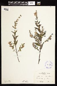 Scutellaria galericulata image