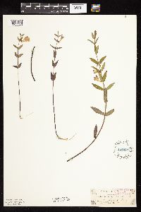 Scutellaria galericulata image