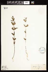 Scutellaria galericulata image