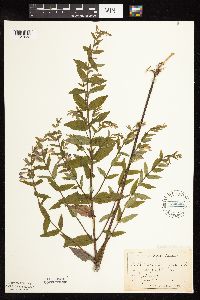 Scutellaria galericulata image