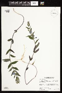 Scutellaria galericulata image