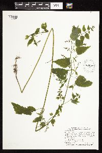 Scutellaria lateriflora image