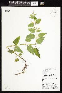 Scutellaria lateriflora image