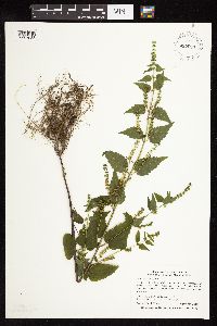 Scutellaria lateriflora image
