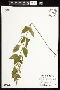 Scutellaria lateriflora image