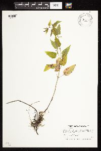 Scutellaria lateriflora image