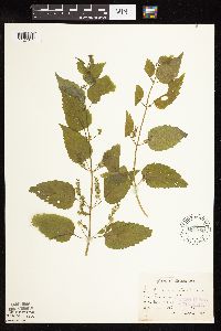 Scutellaria lateriflora image