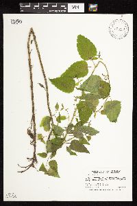 Scutellaria lateriflora image