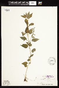 Scutellaria lateriflora image