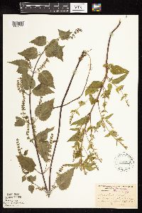 Scutellaria lateriflora image
