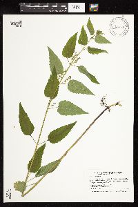 Scutellaria lateriflora image