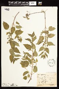 Scutellaria lateriflora image