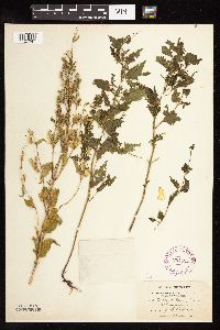Scutellaria lateriflora image