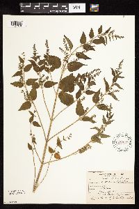 Scutellaria lateriflora image