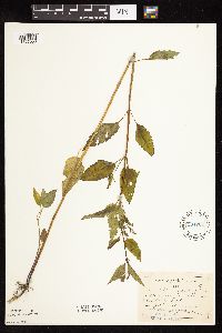 Scutellaria lateriflora image