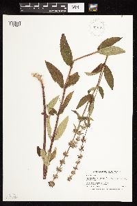 Stachys hispida image