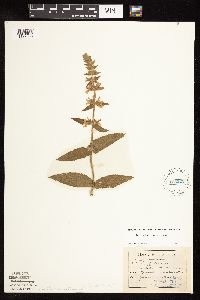 Stachys pilosa var. pilosa image