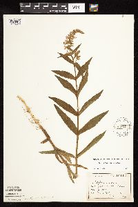 Stachys pilosa var. pilosa image