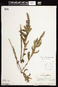 Stachys pilosa var. pilosa image