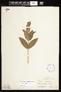 Stachys pilosa var. pilosa image