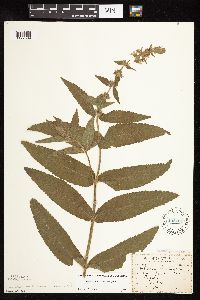 Stachys pilosa var. pilosa image