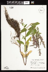 Image Associated With the Occurrence