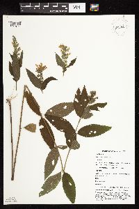 Image Associated With the Occurrence