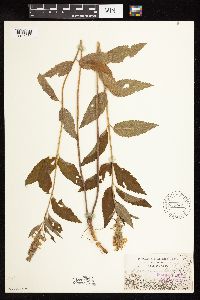 Image Associated With the Occurrence