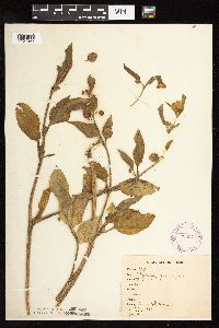 Leucophysalis grandiflora image