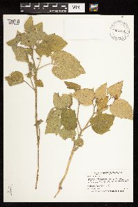 Media resource of Physalis heterophylla