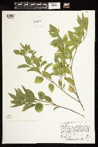 Physalis virginiana image