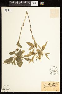 Physalis virginiana image