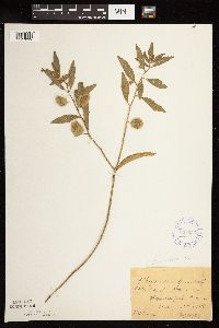 Physalis virginiana image