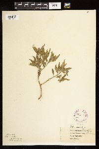 Physalis virginiana image