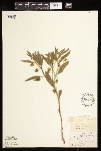 Physalis virginiana image