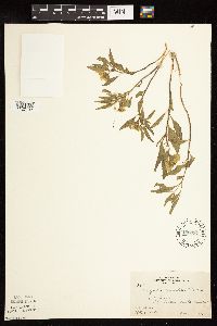 Physalis virginiana image