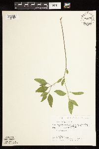 Physalis virginiana image