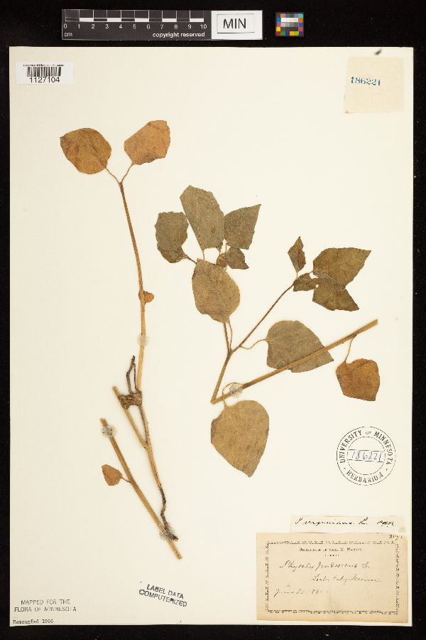 Physalis virginiana image