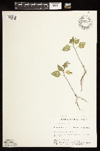Media resource of Solanum nigrum