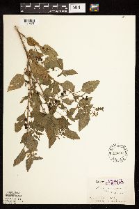 Solanum nigrum image