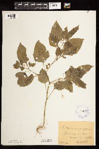 Solanum nigrum image