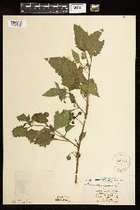 Solanum nigrum image