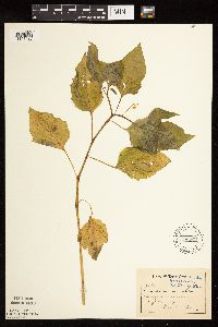 Solanum nigrum image