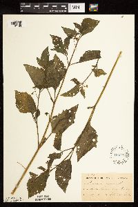 Solanum nigrum image