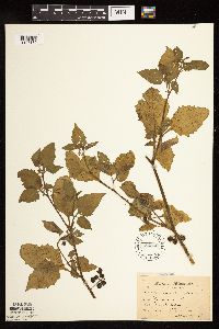 Solanum nigrum image