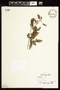 Solanum nigrum image