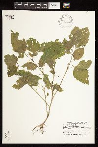 Solanum nigrum image