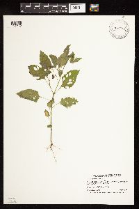 Solanum nigrum image