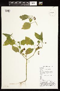Solanum nigrum image