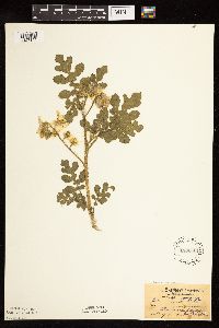 Solanum rostratum image